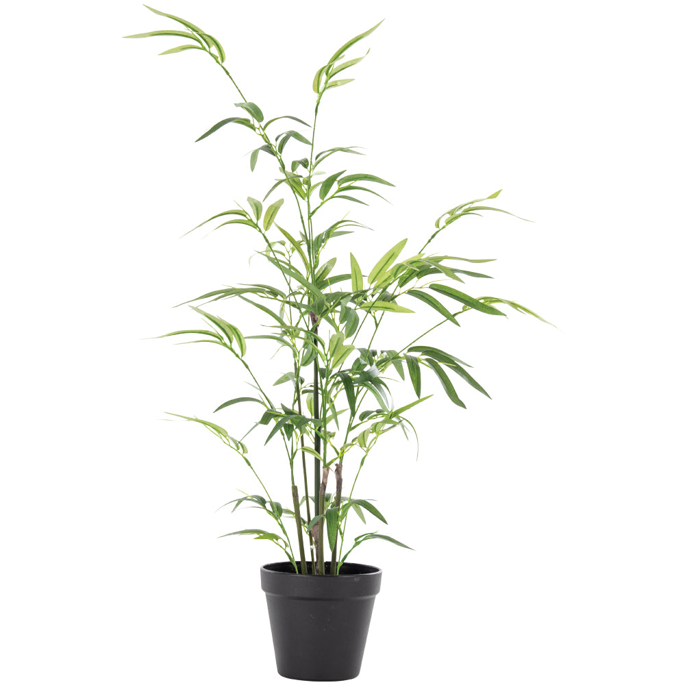 Bamboo in Pot