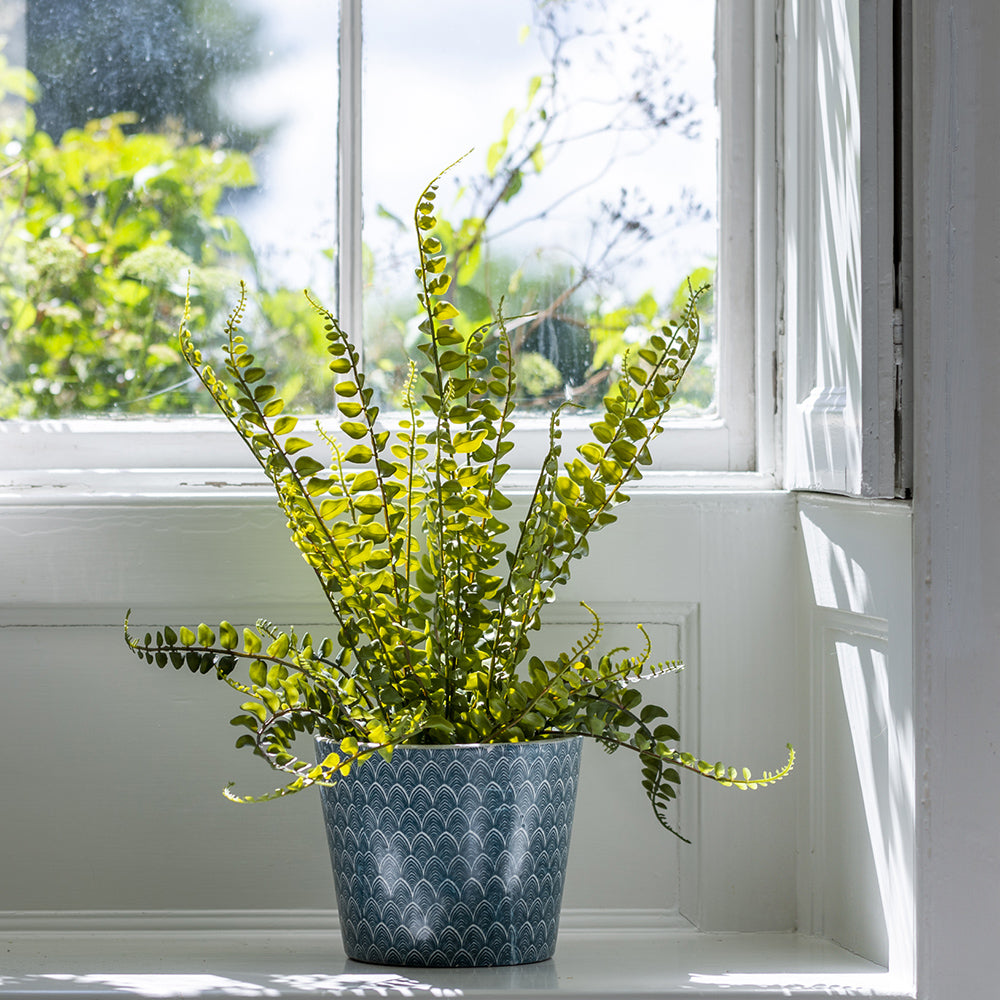 Lemon Button Fern