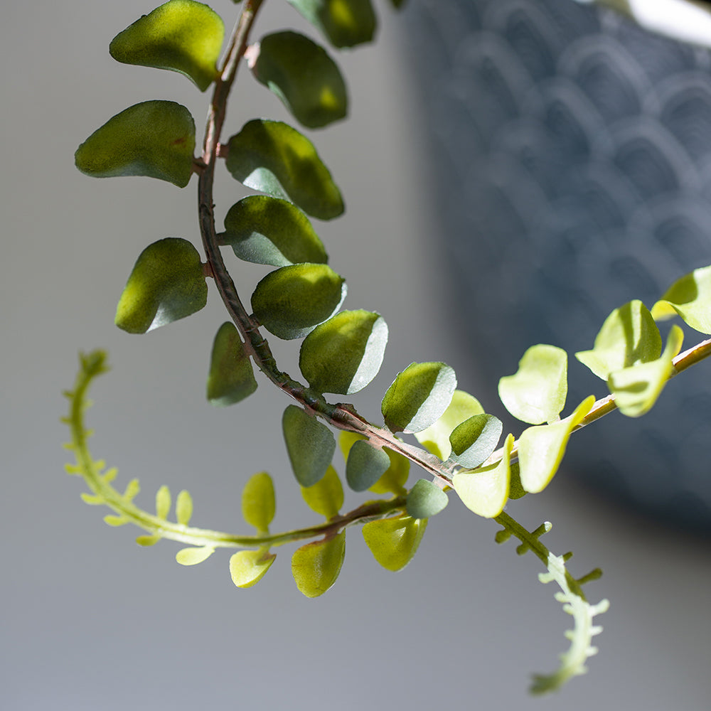 Lemon Button Fern