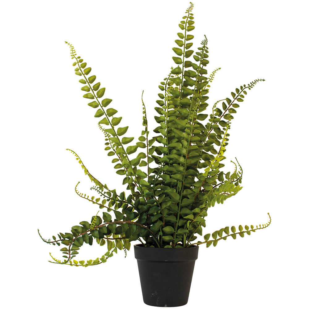 Lemon Button Fern