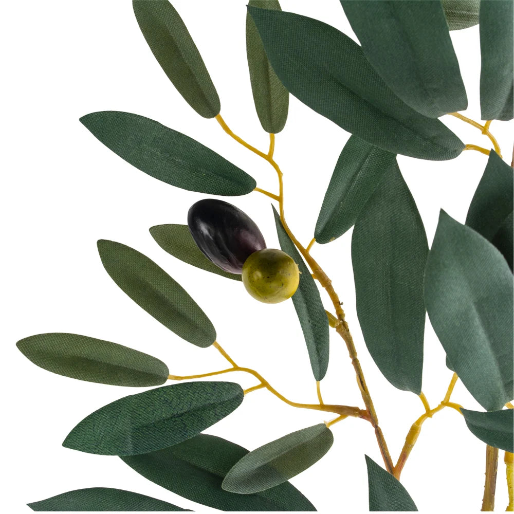 Olive Branch