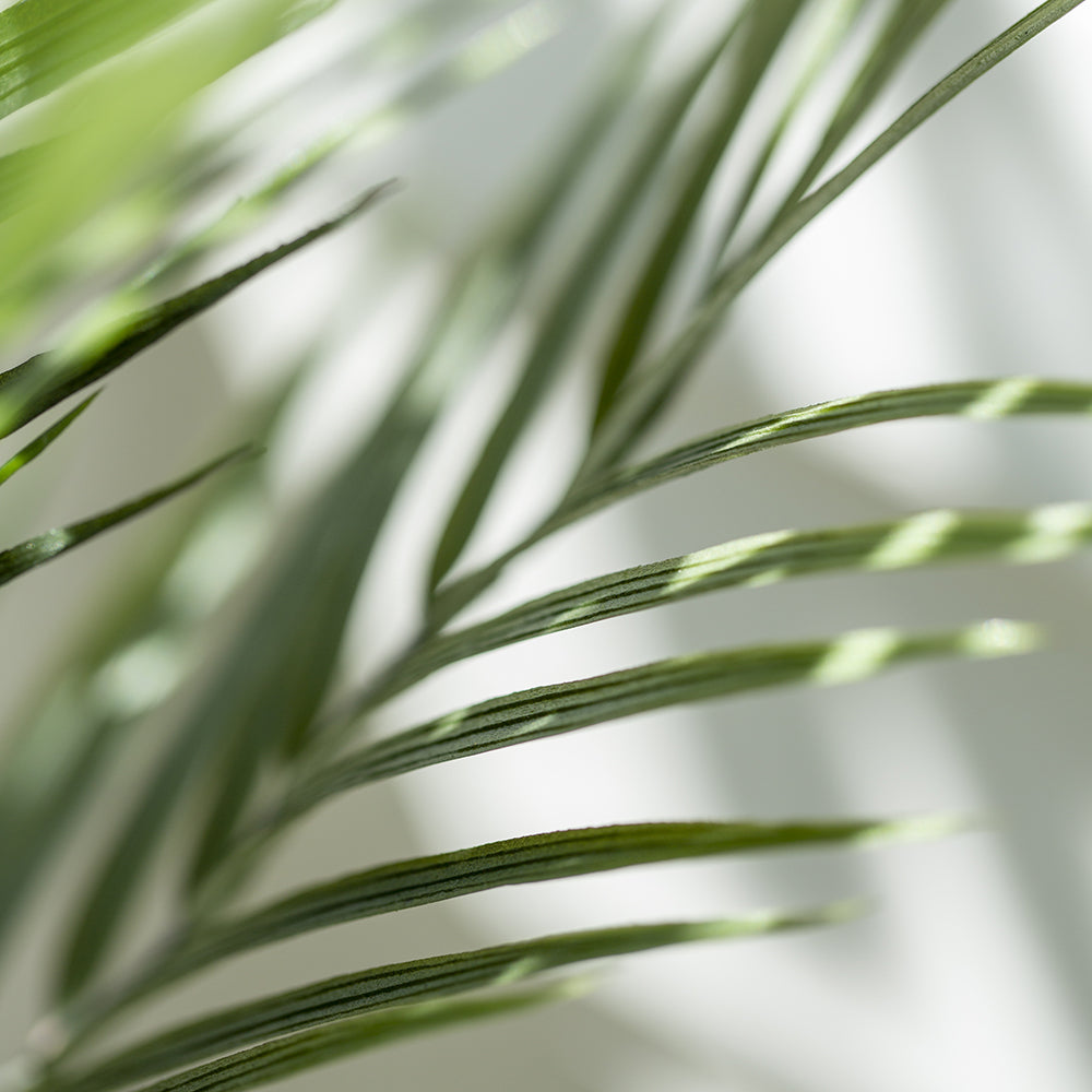 Parlour Palm in Pot