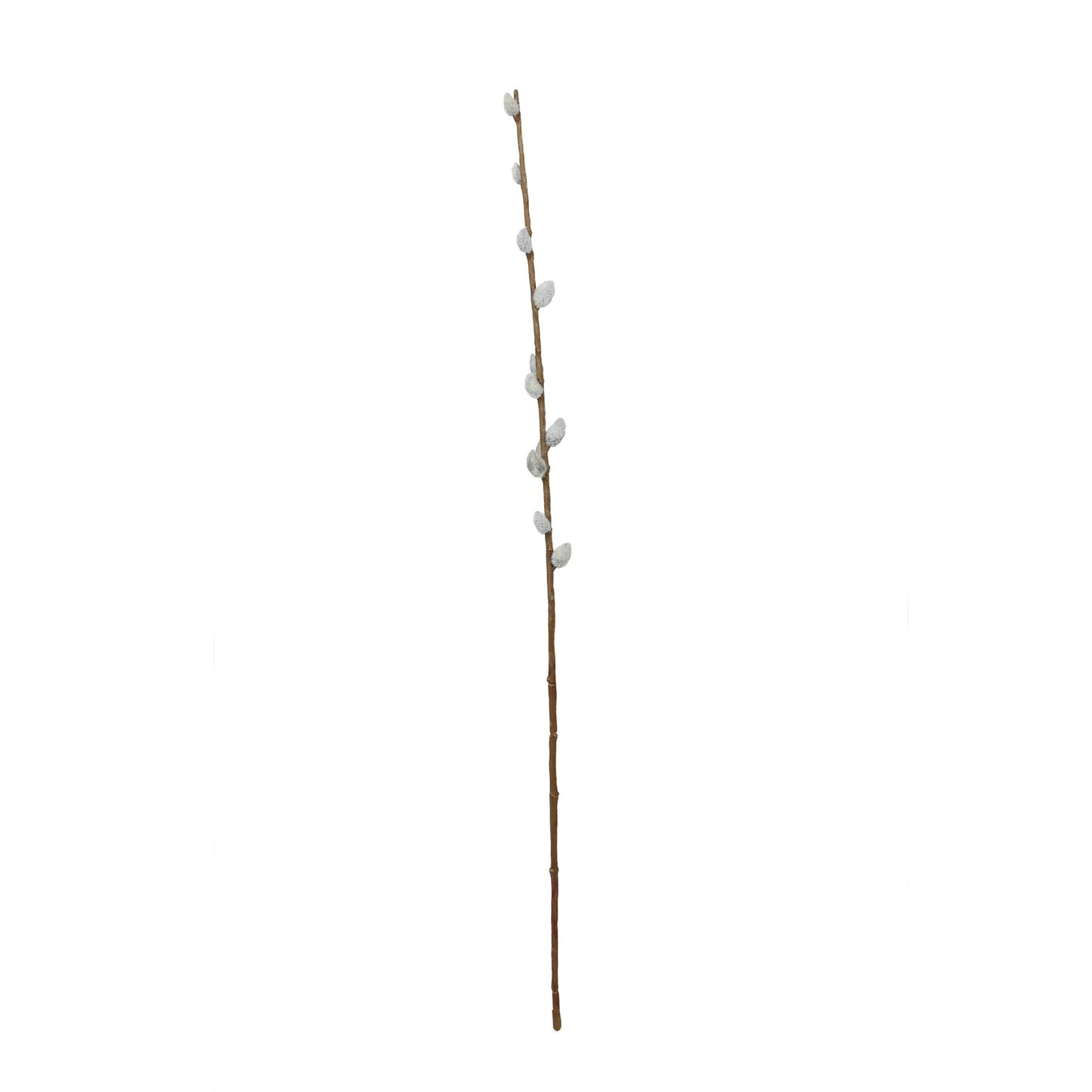 Pussy Willow Stems
