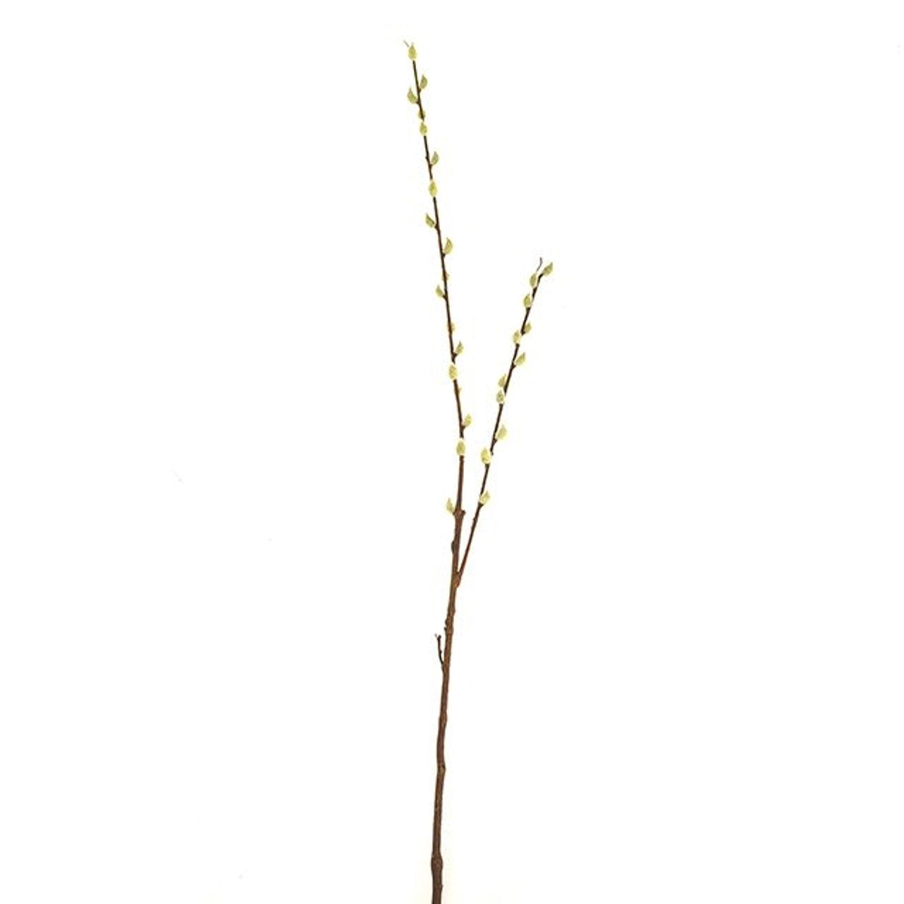 Pussy Willow Stems