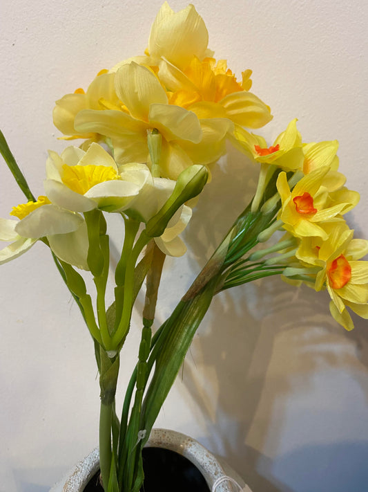 Mixed Daffodil Posy