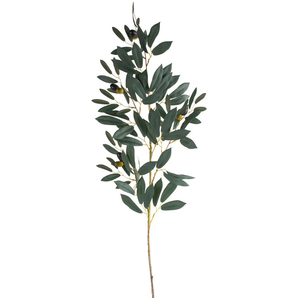 Olive Branch