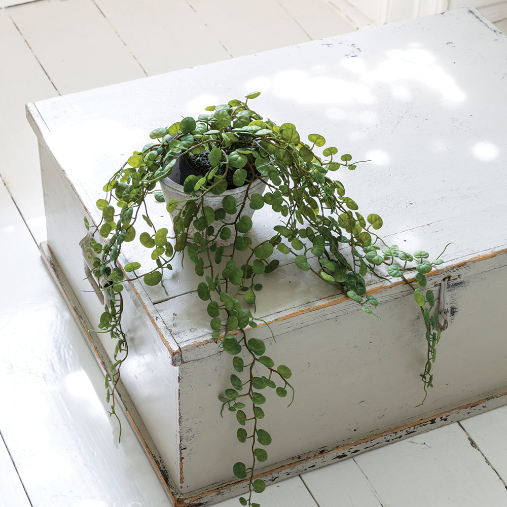 String of Hearts Plant in Pot