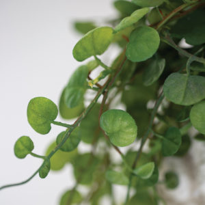 String of Hearts Plant in Pot