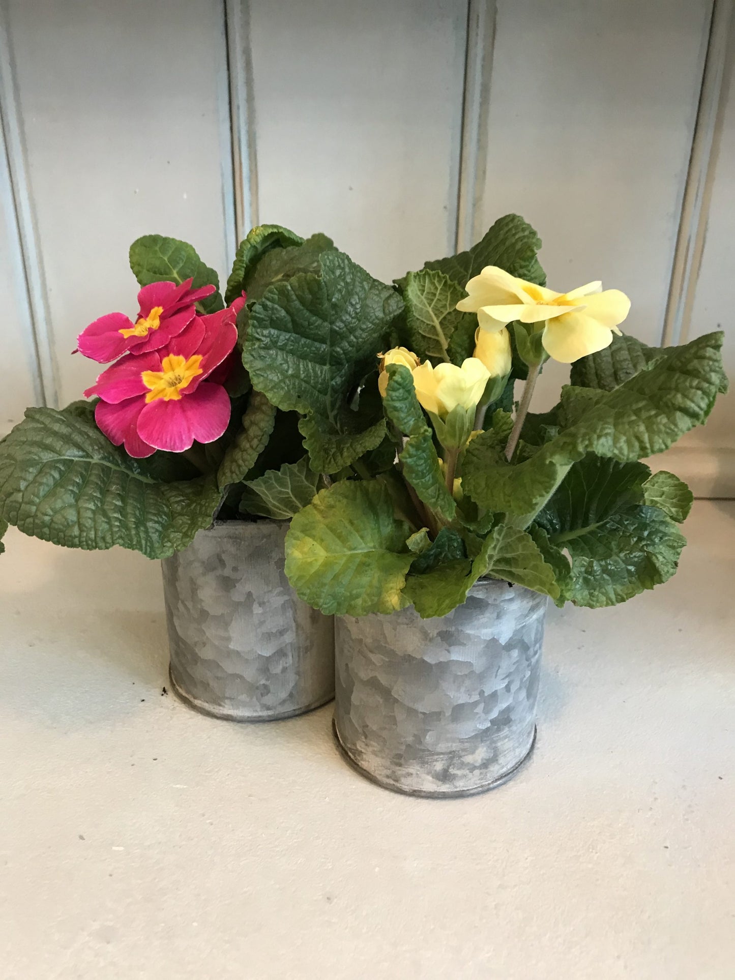 Spring flowers in zinc pots